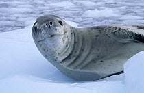 Leopard Seal (Hydrurga leptonyx) on ice floe, Europe