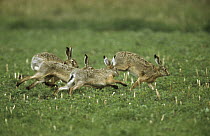 European Hare (Lepus europaeus) group running across pasture, Europe