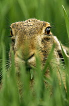 European Hare (Lepus europaeus) close up of face in tall, green grass, Europe