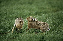 European Hare (Lepus europaeus) releases urine when interacting with another, Europe
