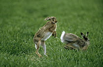 European Hare (Lepus europaeus) releases urine when interacting with another, Europe