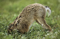 European Hare (Lepus europaeus) foraging, Europe