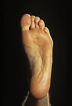 Human (Homo sapien) foot underside
