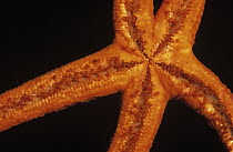 Red Starfish (Echinaster sepositus) close up underside