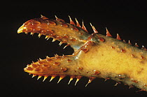 American Lobster (Homarus americanus) detail of claw