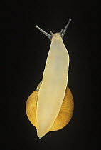Snail (Helicidae) on glass, showing underside