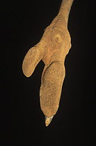 Ostrich (Struthio camelus) underside of foot