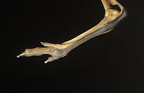 Eastern Grey Kangaroo (Macropus giganteus) detail of foot