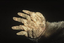 European Mole (Talpa europaea) close up of underside of foot. Dead specimen.