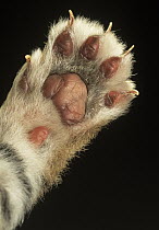 Siberian Tiger (Panthera tigris altaica) detail of cub's paw with claws extended