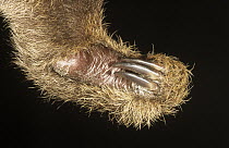 Hoffmann's Two-toed Sloth (Choloepus hoffmanni) detail of claws and foot