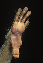 Slender Loris (Loris tardigradus) hand showing thumb, fingers and claw