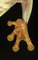 Red-eyed Tree Frog (Agalychnis callidryas) detail of foot