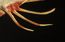 Tub Gurnard (Chelidonichthys lucerna) close up detail of fin