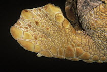 Loggerhead Sea Turtle (Caretta caretta) endangered, close up of flipper