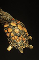 Yellow-footed Tortoise (Geochelone denticulata) detail of foot underside