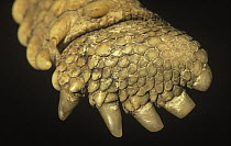 African Spurred Tortoise (Geochelone sulcata) underside detail of foot and claws