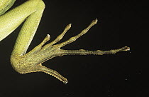 Green Basilisk (Basiliscus plumifrons) close up of hind foot with long toes