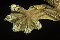 Kuhl's Flying Gecko (Ptychozoon kuhli) underside detail of foot with scales that have natural adhesive properties