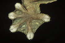 Kuhl's Flying Gecko (Ptychozoon kuhli) underside detail of foot with scales that have natural adhesive properties