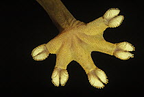 Lined Flat-tail Gecko (Uroplatus lineatus) underside detail of foot with scales that have natural adhesive properties