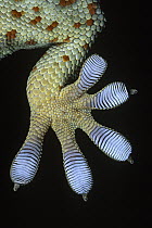 Tokay Gecko (Gecko gecko) underside detail of foot with scales that have natural adhesive properties