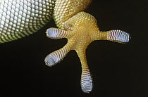 Madagascar Day Gecko (Phelsuma madagascariensis) underside detail of foot with scales that have natural adhesive properties