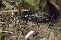 Field Cricket (Gryllus campestris) adult in the United Kingdom