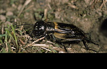 Field Cricket (Gryllus campestris) close up of adult male in the United Kingdom