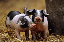 Domestic Pig (Sus scrofa domesticus) two piglets with tagged ears, Europe