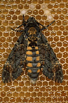 Death's Head Hawk Moth (Acherontia atropos) on honeycomb, adults frequently raid beehives to feed on honey, Europe, Africa and Madagascar