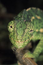 Mediterranean Chameleon (Chamaeleo chamaeleon) close up of face, Europe