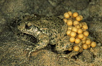 Midwife Toad (Alytes obstetricans) adult male carries eggs wrapped around his hind-legs until they hatch, Europe