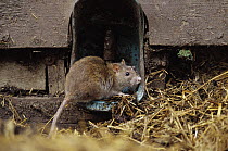 Black Rat (Rattus rattus) adult in a rain gutter, Europe
