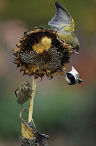 European Greenfinch (Chloris chloris) and Great Tit (Parus major) eating Sunflower Seeds, Europe