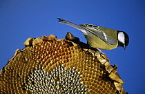 Great Tit (Parus major) on dried sunflower, Europe