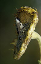Marsh Tit (Parus palustris) foraging for sunflower seeds, Europe