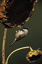 Marsh Tit (Parus palustris) adult foraging for sunflower seeds, Europe