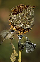 Marsh Tit (Parus palustris) and Great Tit (Parus major) fighting over Sunflower Seeds, Europe