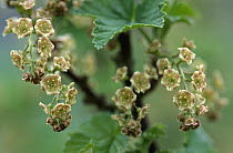 Currant (Ribes sp) flowers which will ripen into fruit, medicinal plant, Europe