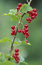 Currant (Ribes sp) close up of red berries, medicinal plant, Europe