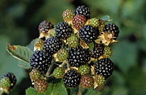 Shrubby Blackberry (Rubus fruticosus) cluster of berries, Europe
