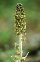 Bird's Nest Orchid (Neottia nidus-avis) gains nutrients from fungus which lives in its roots, Europe