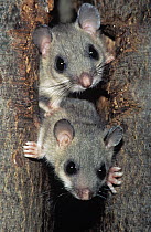 Fat Dormouse (Glis glis) two adults peering out from a hole in a tree trunk, Europe