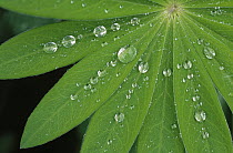 Water droplets on green leaves, Europe