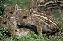 Wild Boar (Sus scrofa) piglets, Europe