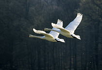 Mute Swan (Cygnus olor) pair flying, Europe