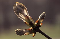 Horse Chestnut (Aesculus hippocastanum) close up of new leaves budding, Europe
