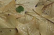 Fallen leaves with water droplets, Europe