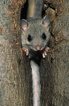 Fat Dormouse (Glis glis) adult peeking out from hole in a tree trunk, Europe